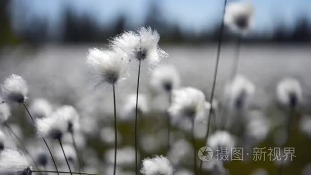 在西伯利亚的沼泽棉花草视频