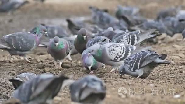 群鸽子鸽子坐在棕色土鸟啄粒视频