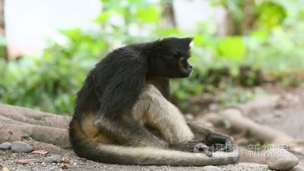 野生雄性蜘蛛猴视频