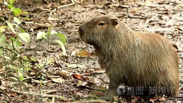 野生水豚啮齿动物视频