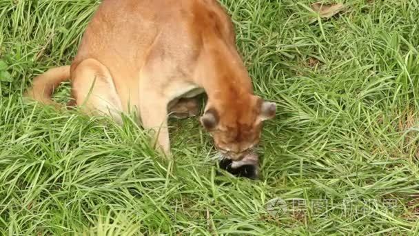 野生美洲狮盛宴视频