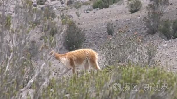 听说过小羊驼骆驼在安第斯山脉视频