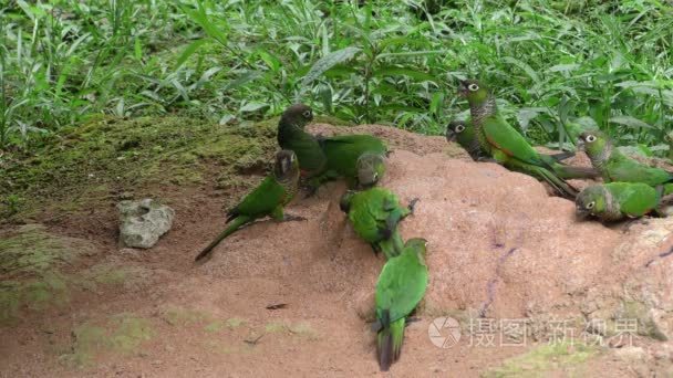 在亚马逊河丛林野生鹦鹉视频