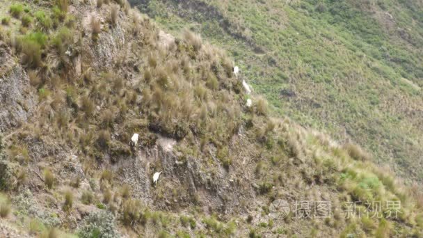 大群山羊在陡峭的地形上视频