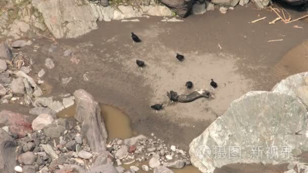 加州神鹫吞噬野猪猪胴体的羊群视频