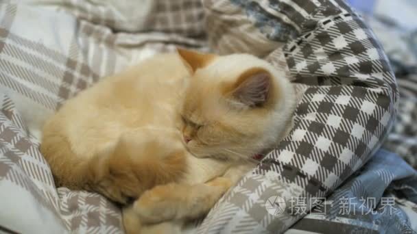 猫咪躺到床上去-宠物安顿睡着