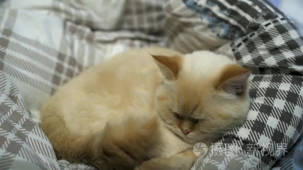 猫咪躺到床上去-宠物安顿睡着