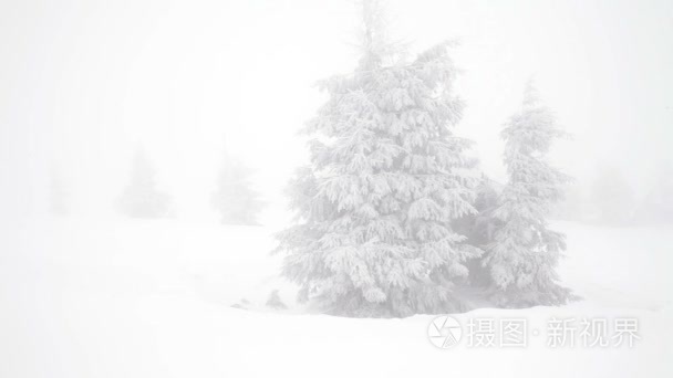 圣诞杉树在雪冬天野生森林下雪视频