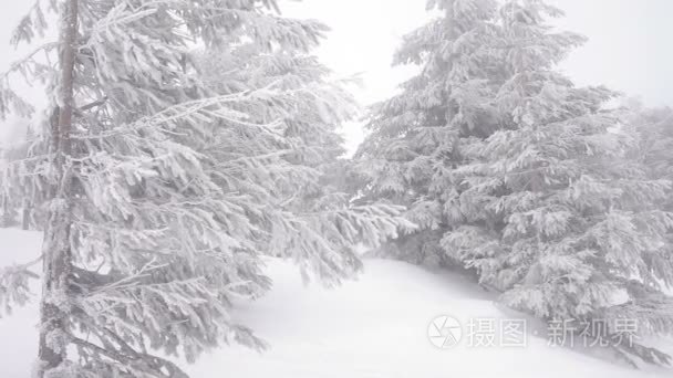 圣诞杉树在雪冬天野生森林下雪视频