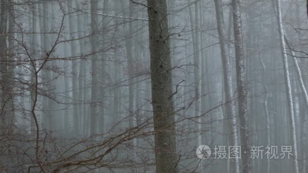 轻雾落雪在苏格兰的远程森林内视频