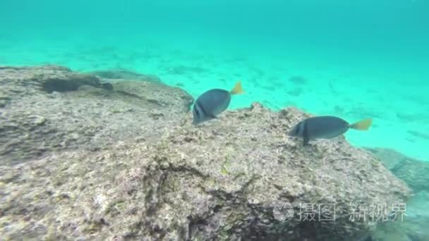 Yellow-tailed Surgeonfish (Prionurus laticlavius) feeding in Gal