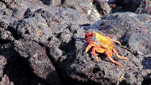 莎莉莱特富特蟹 （前爪前爪） 喂养在中国帽子岛、 厄瓜多尔加拉帕戈国家公园