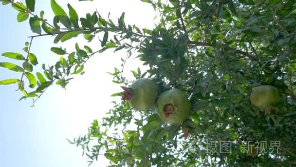 石榴树与绿色水果视频