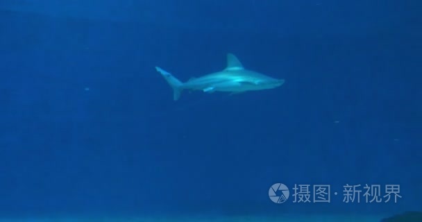 蓝色的水中的沙洲鲨鱼游泳视频