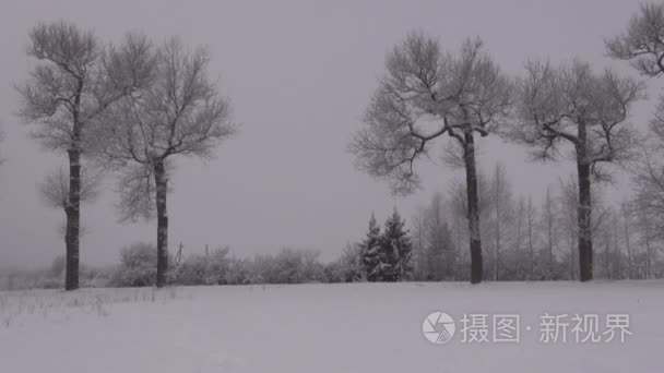 白霜覆盖老树视频