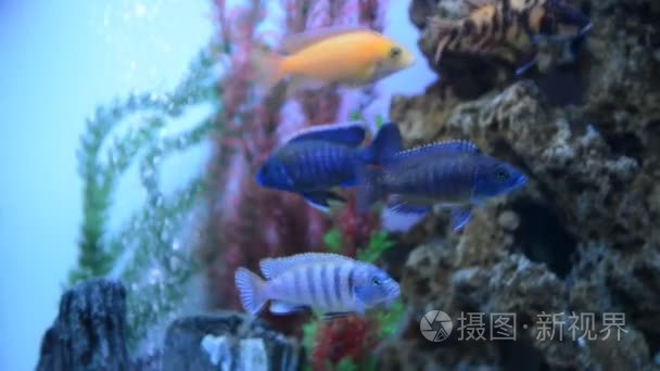 多彩水族馆与游泳的鱼视频