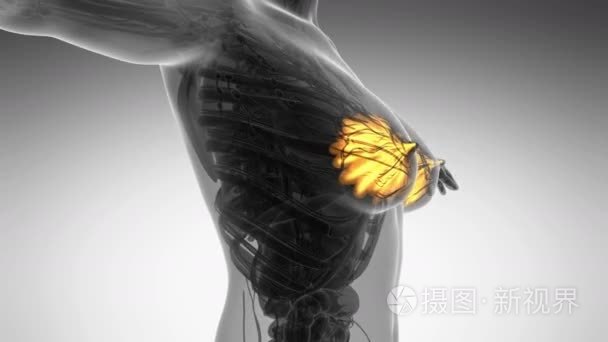 与女人身体循环科学解剖发光乳腺增生病