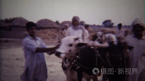 在中东地区的牛牧场主的男人视频