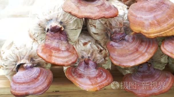 灵芝蘑菇农场农业经营食品医疗视频