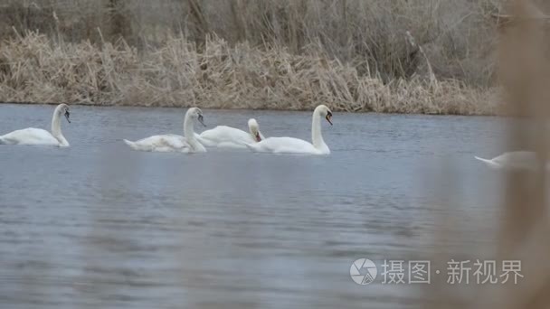 天鹅鸟浮上水湖自然景观的天鹅视频