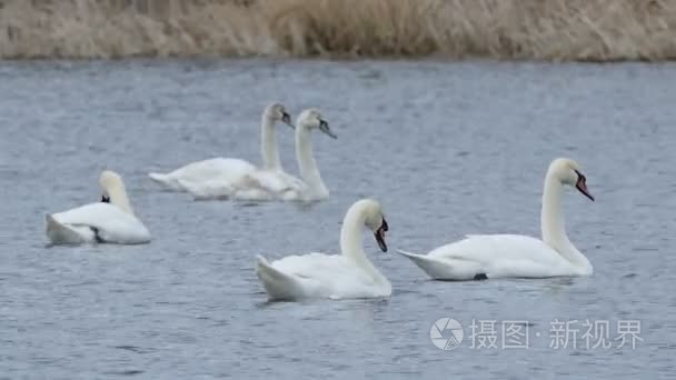 漂浮的鸟天鹅天鹅水景观自然湖视频