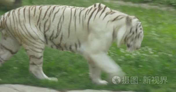 在动物园里的白老虎视频