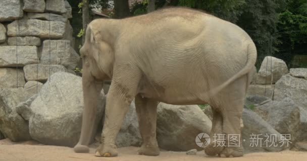 在动物园里的大象视频