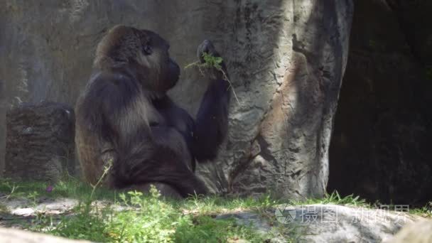 坐在树荫下和咀嚼棒上的大猩猩视频