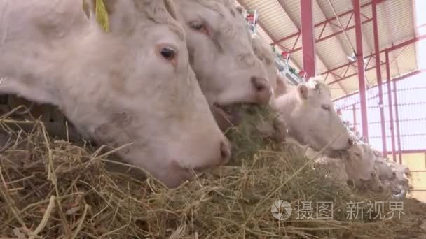 黑白花奶牛农场里的动物吃草视频