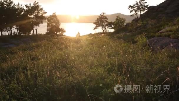 在日落背景上开花的向日葵