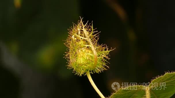 生鲜水果的常春藤葫芦视频