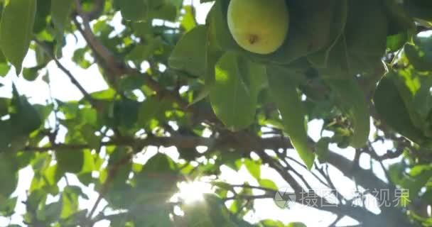从树上摘梨的手视频