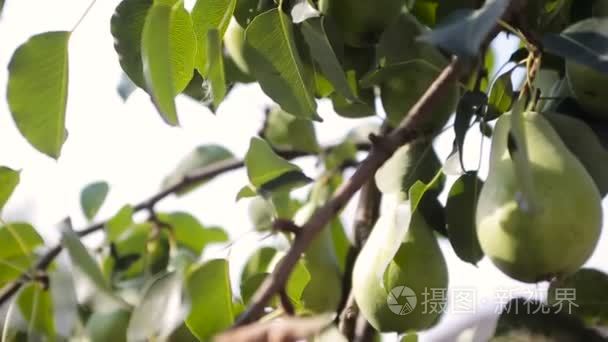 绿色梨子树相机运动视频