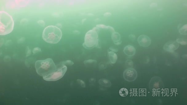 在绿色水域的海大水母视频