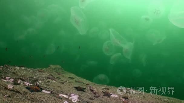 在绿色水域的海大水母视频