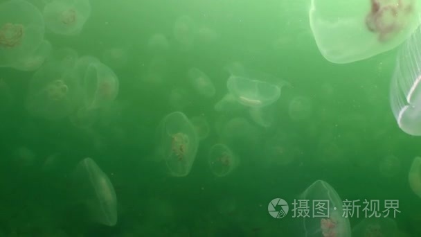 在绿色水域的海大水母