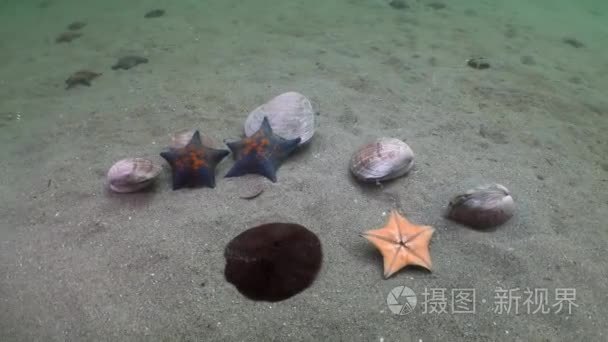 海星捕食沙质的外壳