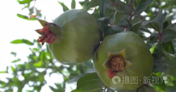 石榴果在树枝上视频