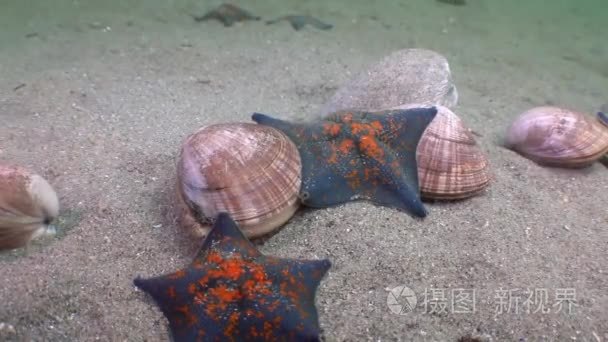 海星捕食沙质的外壳