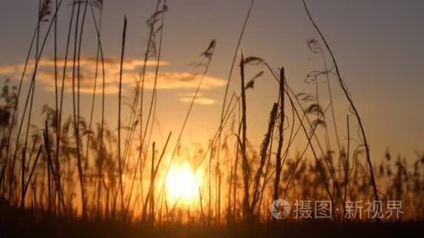 夕阳背后的芦苇视频