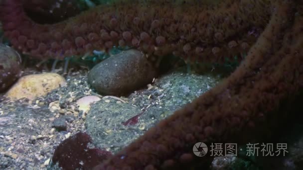 大海星海底寻找食物视频