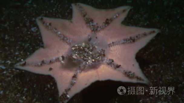 大海星海底寻找食物视频