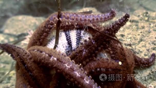 大海星海底寻找食物视频