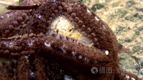 大海星海底寻找食物视频