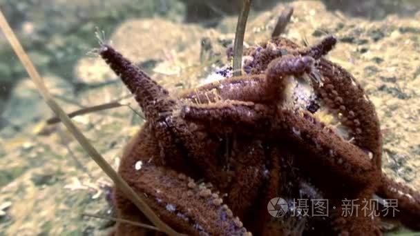 大海星海底寻找食物视频