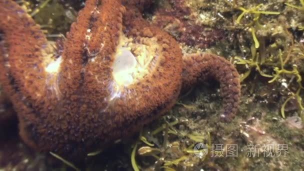 大海星海底寻找食物视频