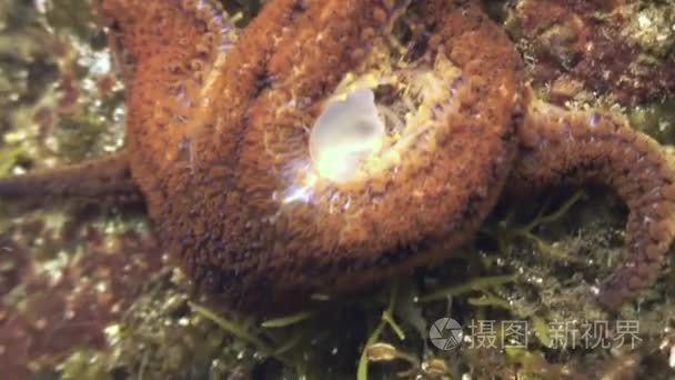 大海星海底寻找食物视频