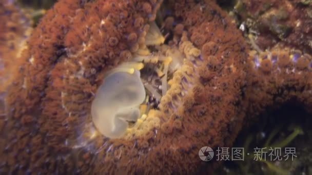 大海星海底寻找食物视频