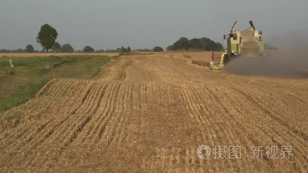 在农村和拖车满谷谷物收割黑麦视频