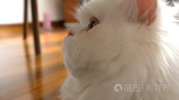 猫咪玩和看相机视频